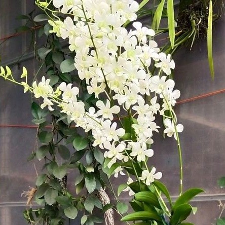 anggrek dendrobium putih wangi