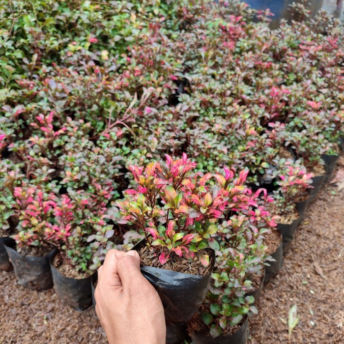 tanaman hias krokot merah panas - krokot merah - list taman - outdoor