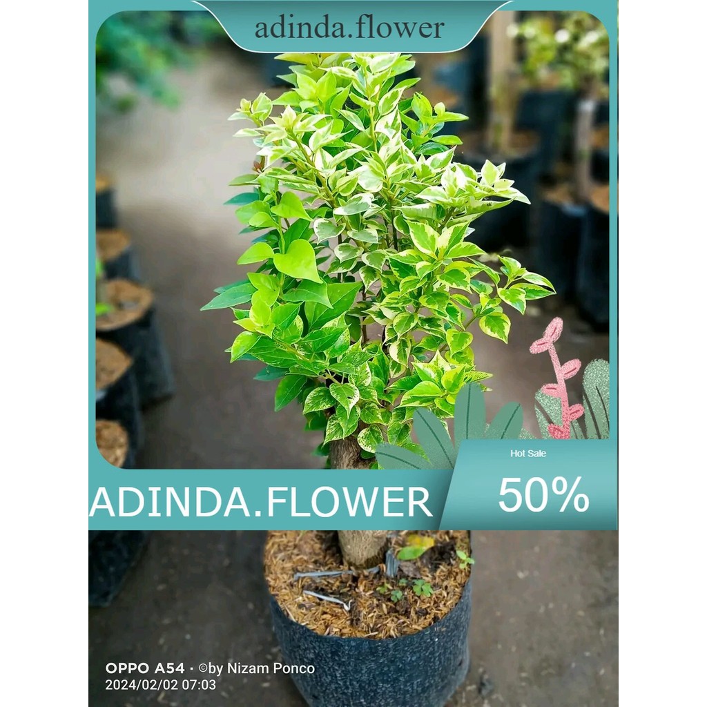 BIBIT BUGENVIL 3 WARNA IMPORT