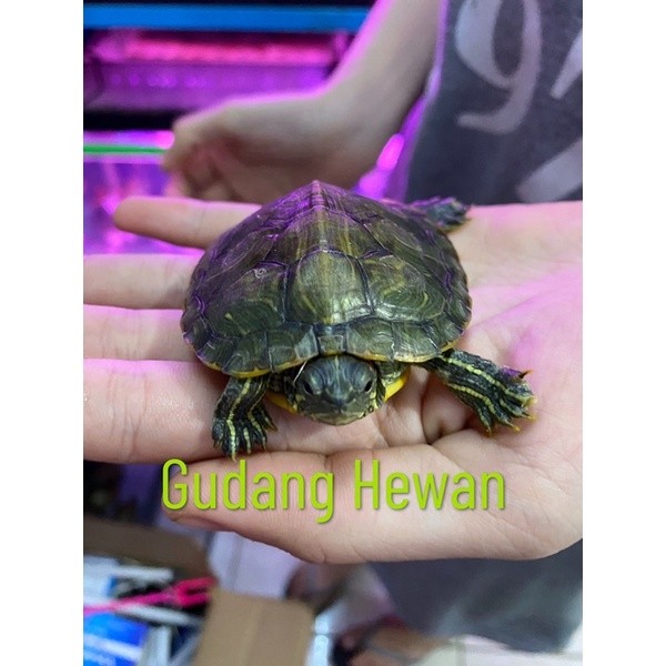 (KHUSUS GOJEK) KURA-KURA BRAZILIAN BESAR - KURA AIR HIJAU BESAR - UKURAN 7-8 CM