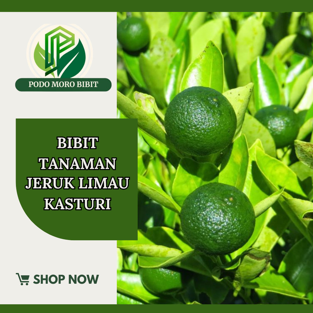 Bibit Jeruk Limau/jeruk sambal jeruk sambal atau jeruk limau