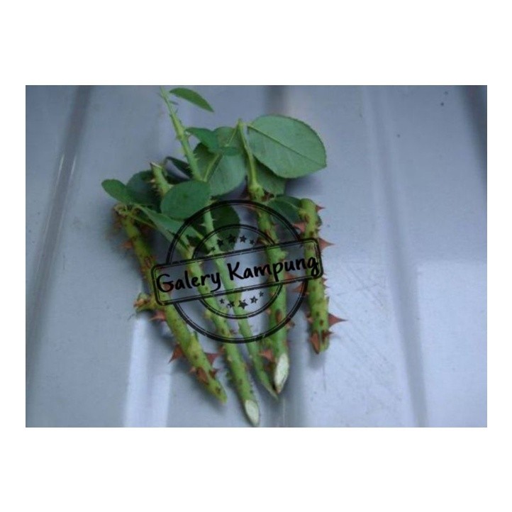 Bibit Stek Bunga Mawar Pink Murah