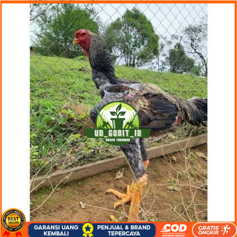 

TELUR AYAM GORDZILA F1 INDUKAN TERSELEKSI UNTUK DI TETASKAN UD_GOBIT_ID
