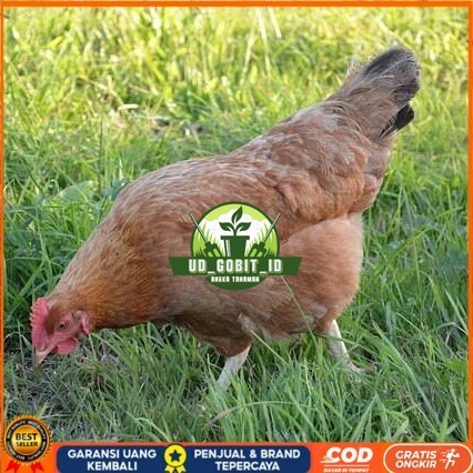 

Telur ayam elba / telur ayam hias / telur ayam fertil siap cod UD_GOBIT_ID