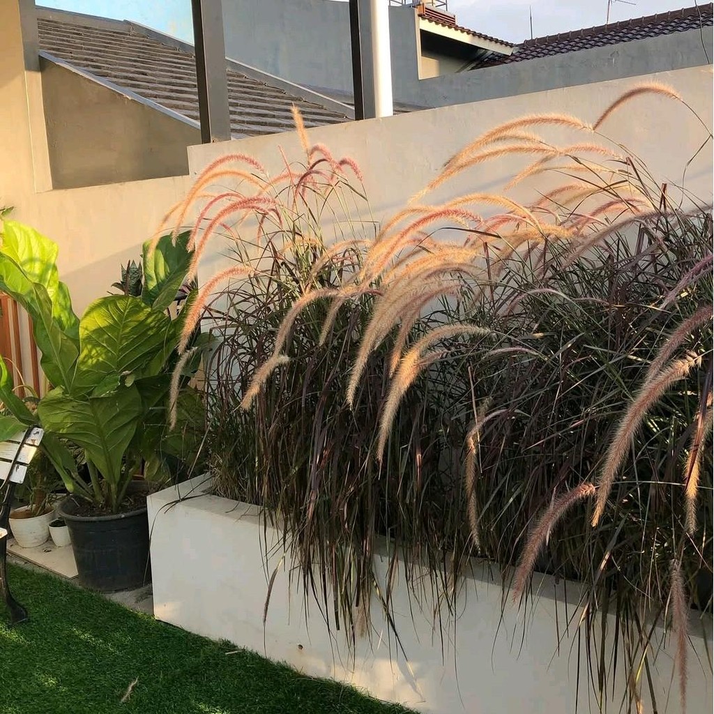 Tanaman Alang alang Ekor kuda  Merah Artificial Asli - Pohon Alang alang merah Siap Kirim