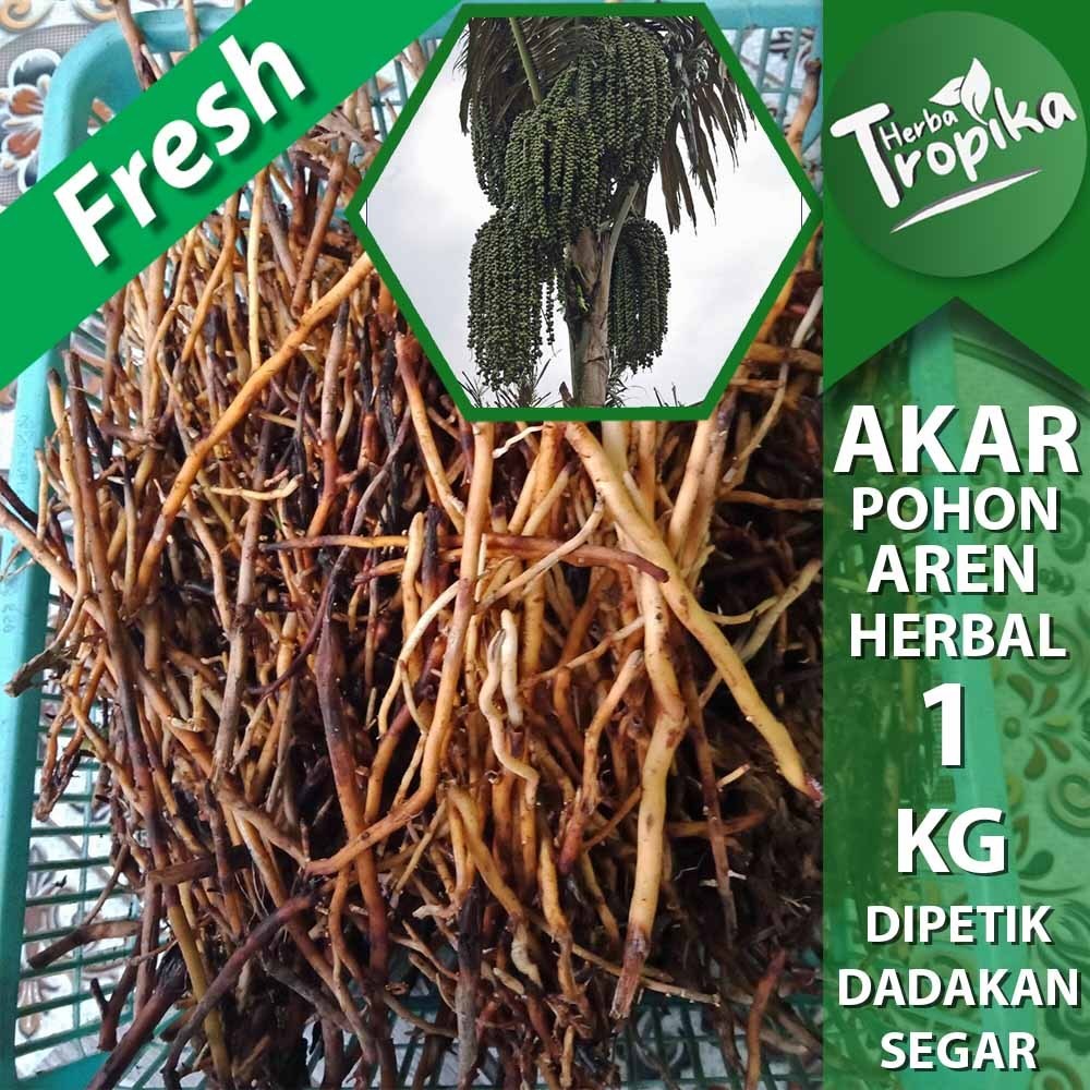 

Akar pohon aren 1 kg herbal alami toko herba tropika