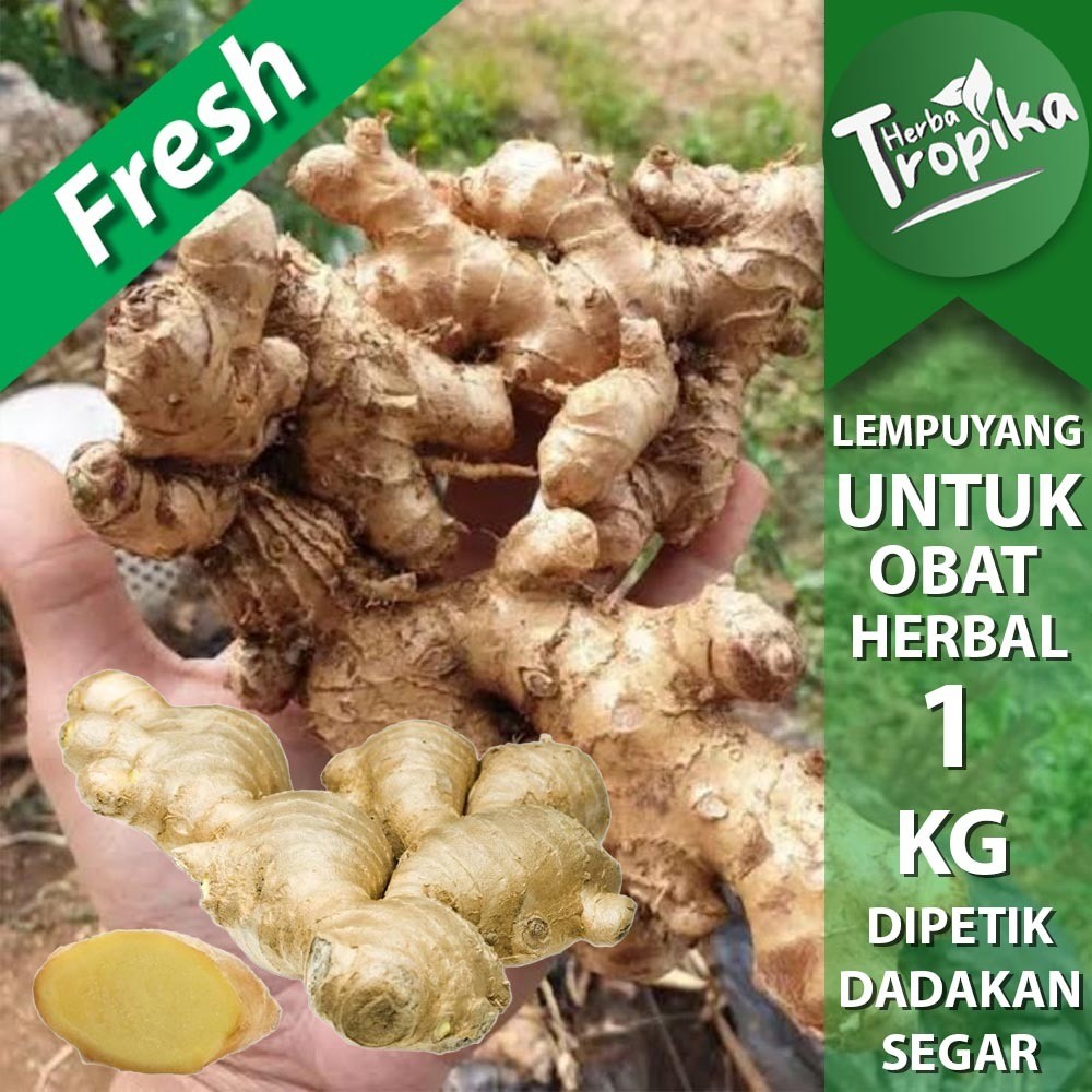 

Lempuyang Segar (Zingiber zerumbet) 1 kg rempah dan herbal alami toko herba tropika