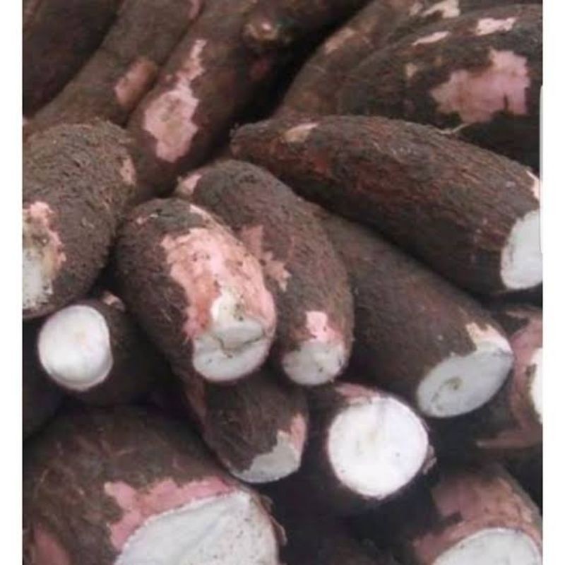 

singkong segar 1 kg singkong pulen / umbi singkong pulen (GOS) Kita Store03 ^_^