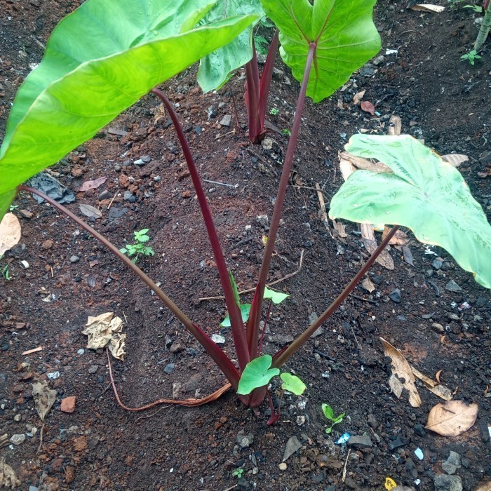 pohon talas merah tanaman tales merah