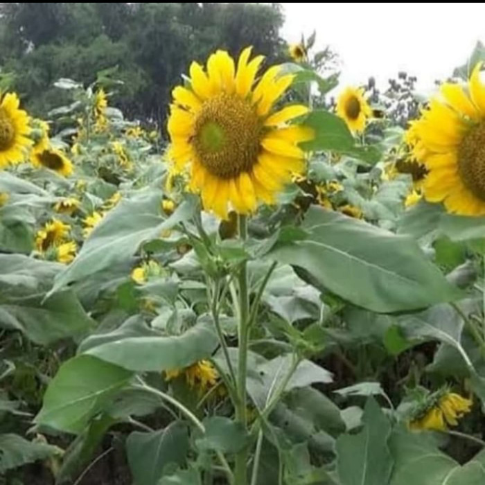 Pohon Bunga Matahari Besar - Tanaman Hias Bibit Pohon Bunga Matahari