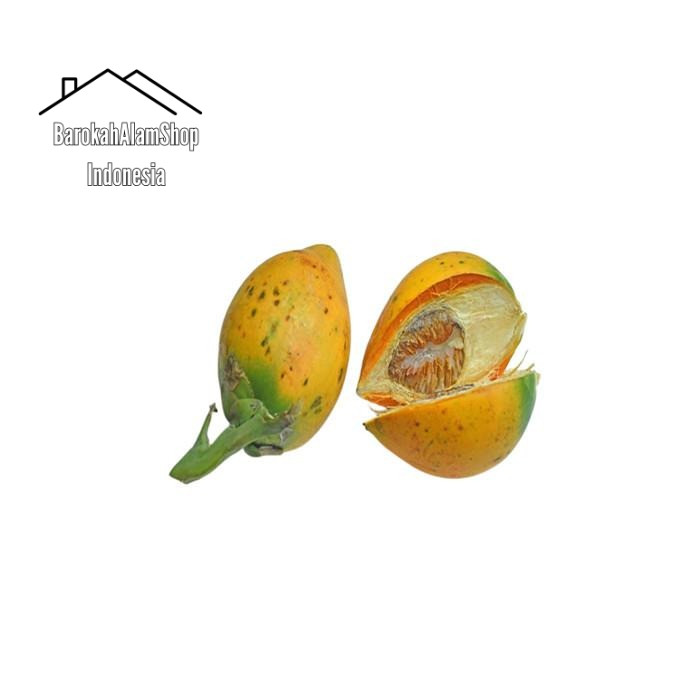 

Buah Pinang Tua Segar 500 Gram Jambe Tua Kuning Segar