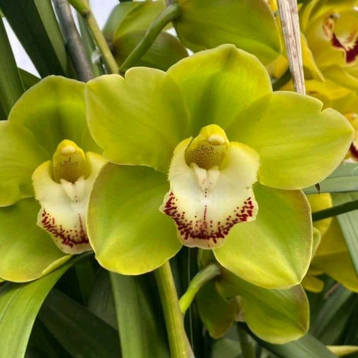 Promo Anggrek Cymbidium Hijau
