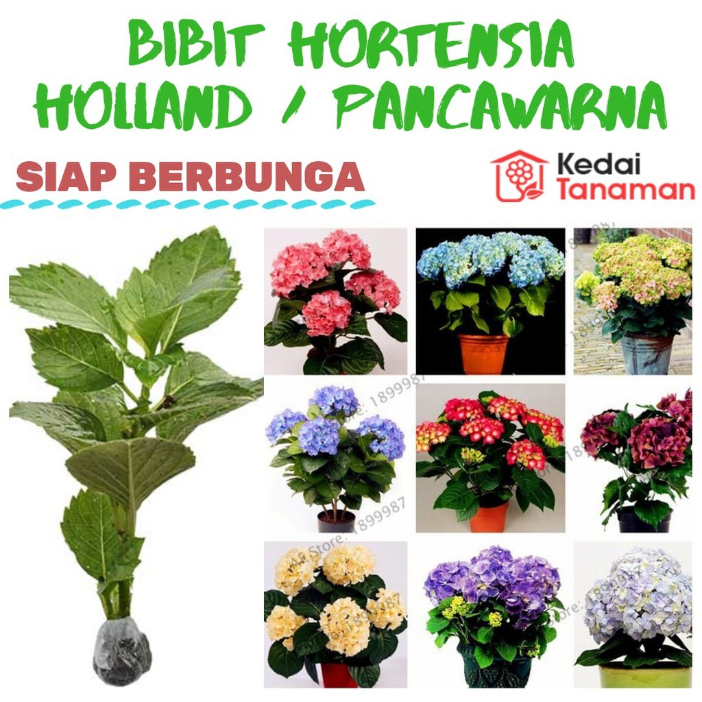 Bibit Tanaman Hidup Bunga Pancawarna Siap Berbunga - Bibit Tanaman Bunga Hortensia - Bibit Tanaman B