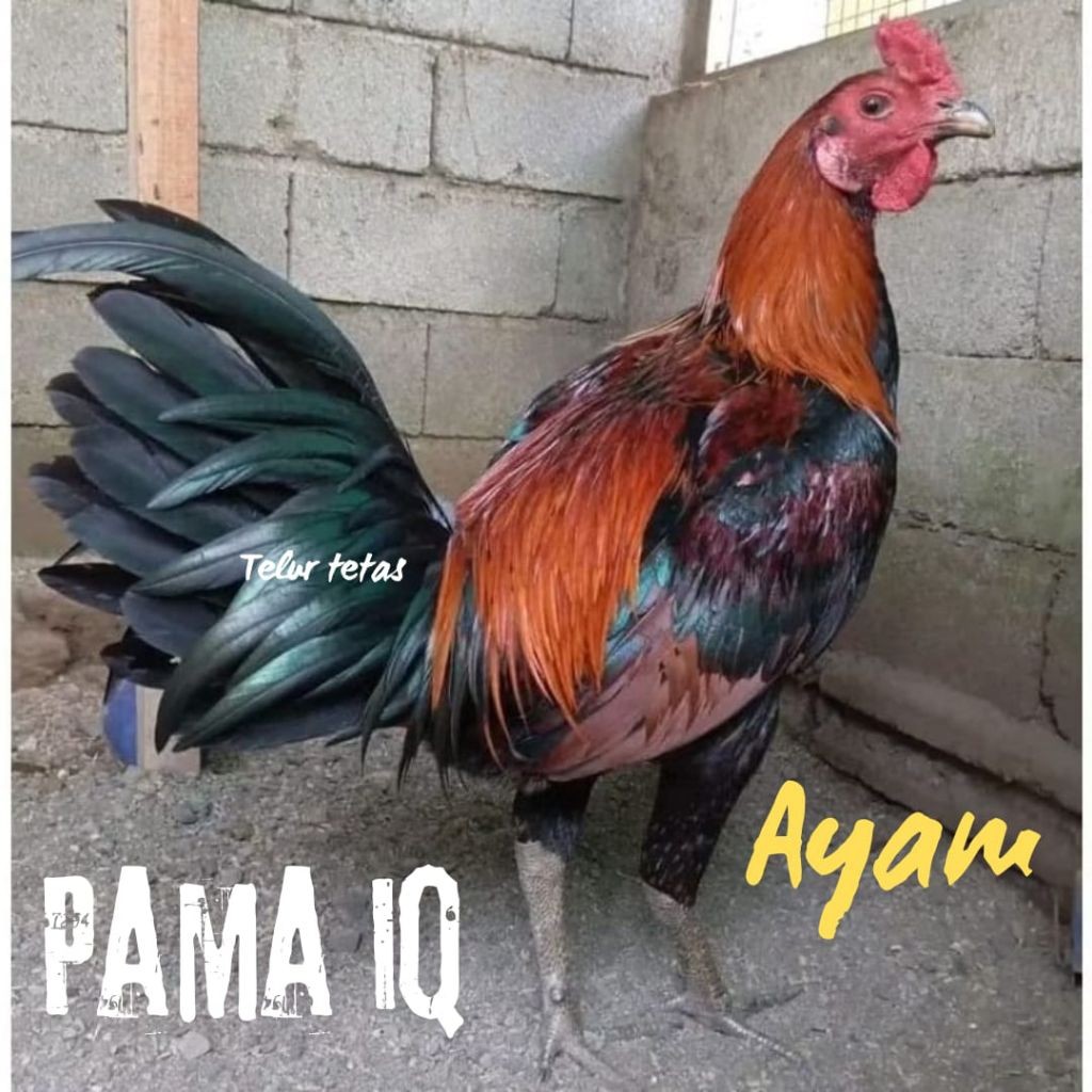 

telur ayam Pama iq asli bisa untuk di tetaskan