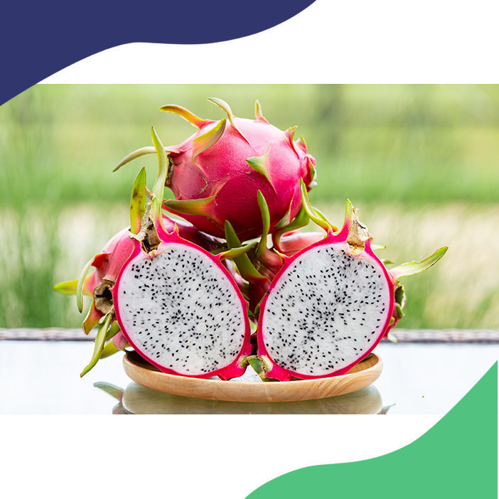 

BIBIT BUAH NAGA PUTIH