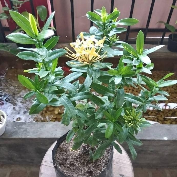Tanaman Hias asoka jepang kuning - soka jepang mini bunga kuning - Murah