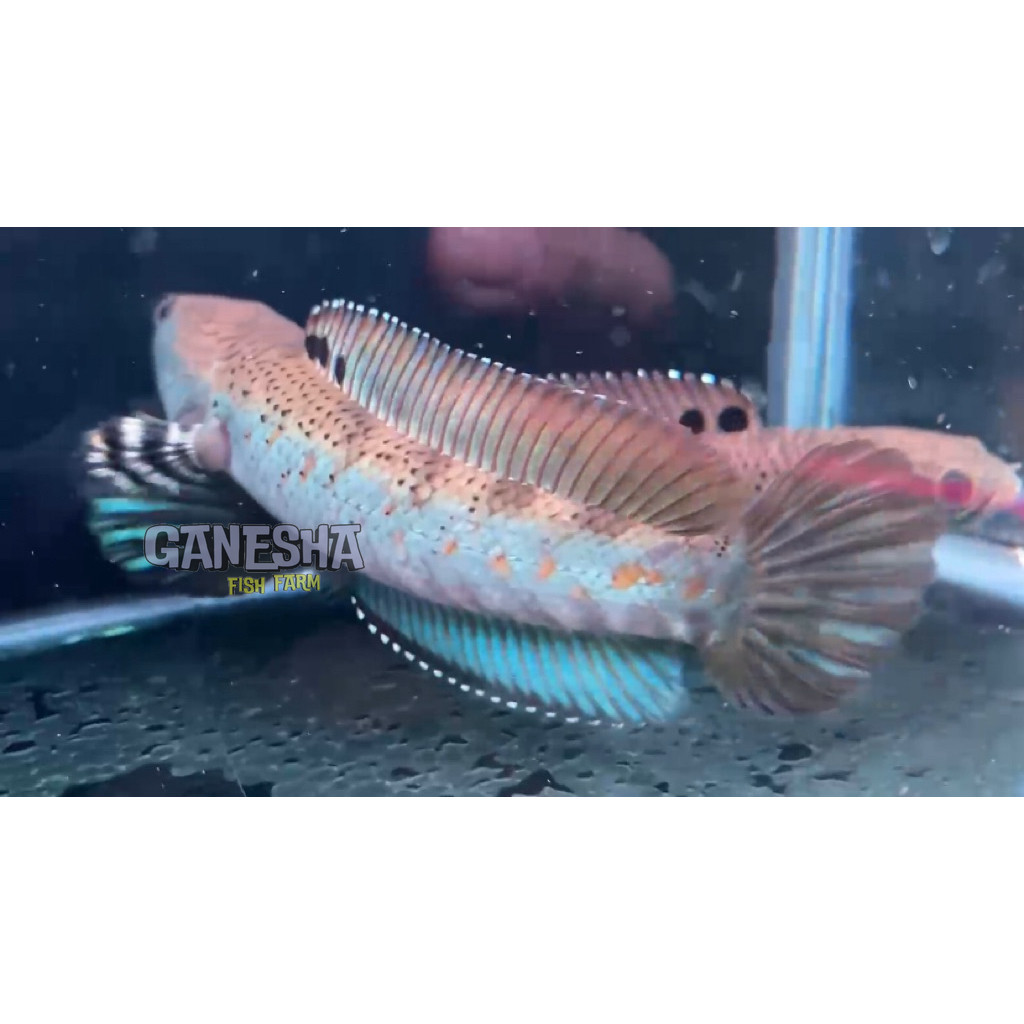 KUALITAS TERBAIK BLUE PULCHRA YELLOW SPOT BLACKDOT 9-11 CM