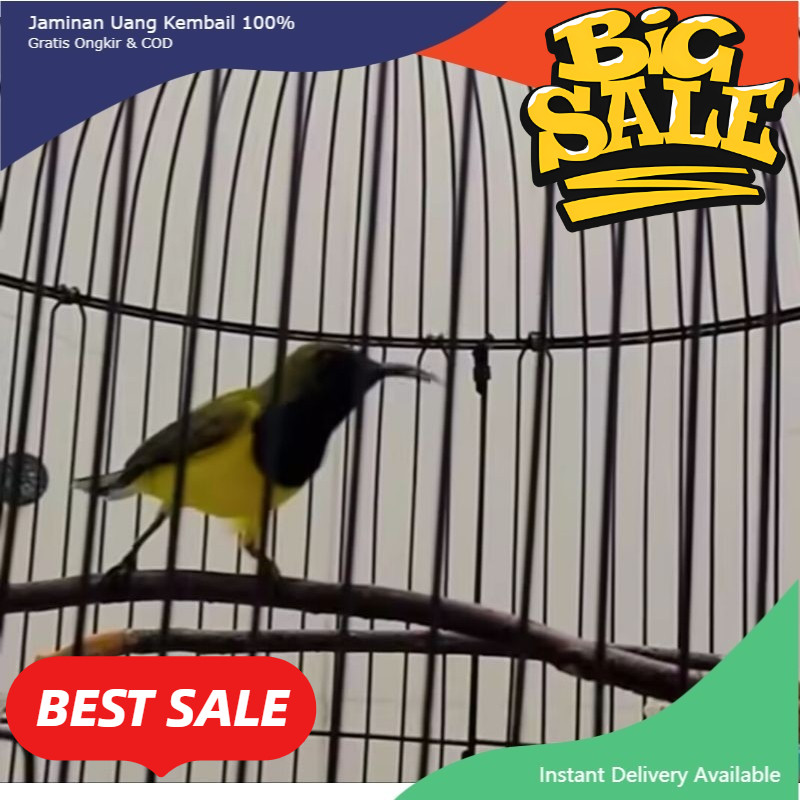 BURUNG SOGON RIWIKAN JANTAN MULUS