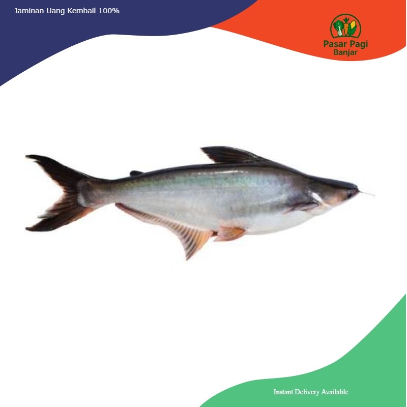 

Ikan Patin Segar Per Ekor