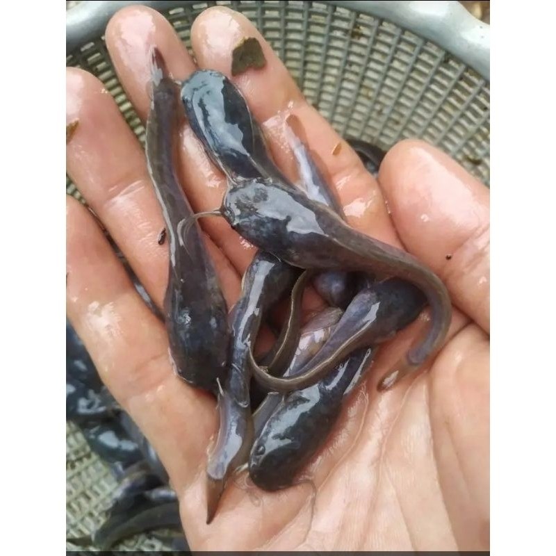 Paket Bibit isi  Lele Sangkuriang Size 5,6,7cm