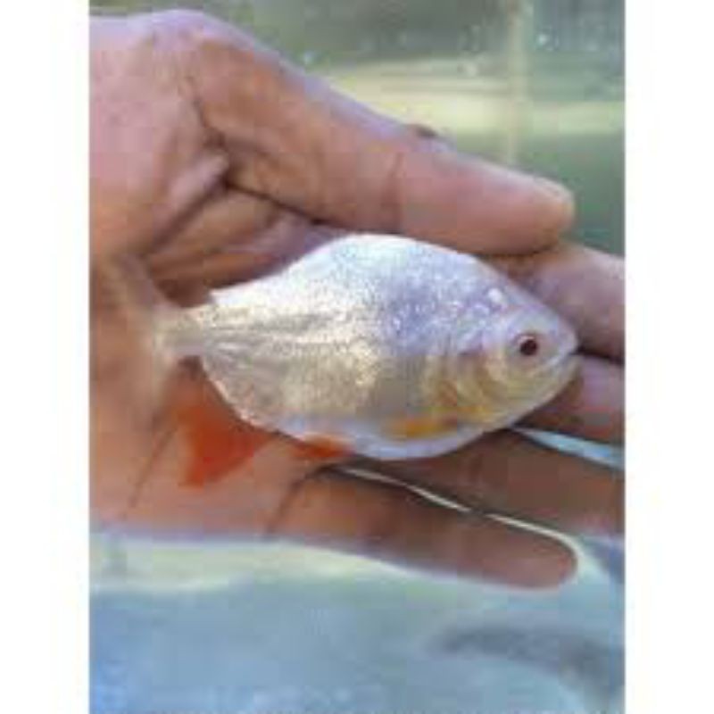 hiasan aquarium pacu Albino