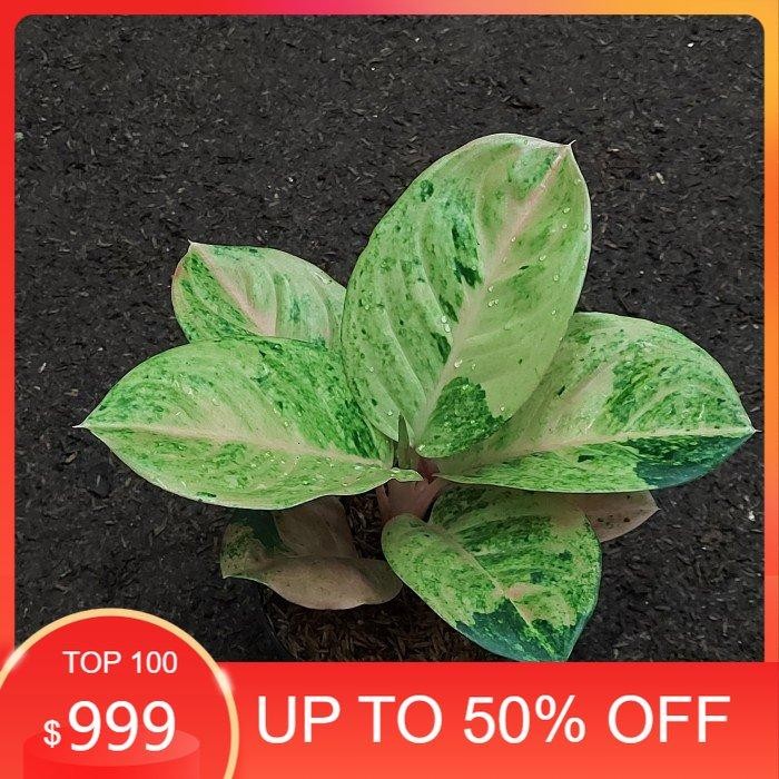 Aglonema Emerald - Aglo - Aglonema Murah