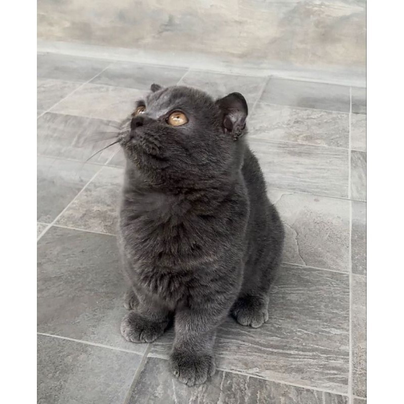 kucing bsh munchkin jantan mewah