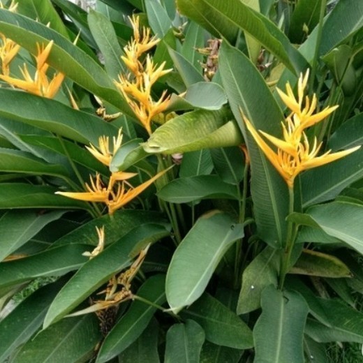 

Ready stok New tanaman hias pisang pisangan golden ukuran 50~100cm