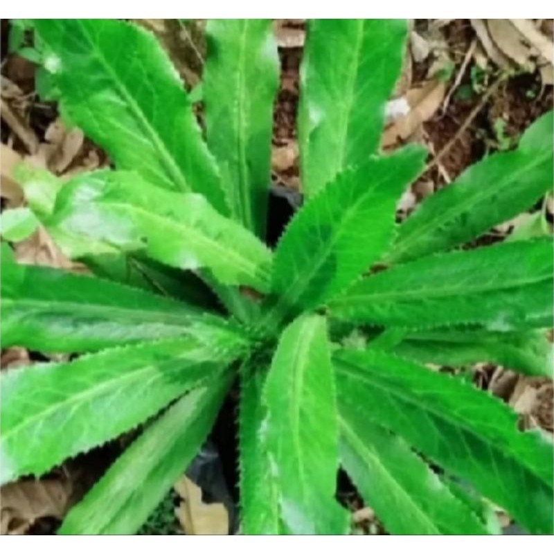 

Daun walang sangit plus akar isi 7 pohon