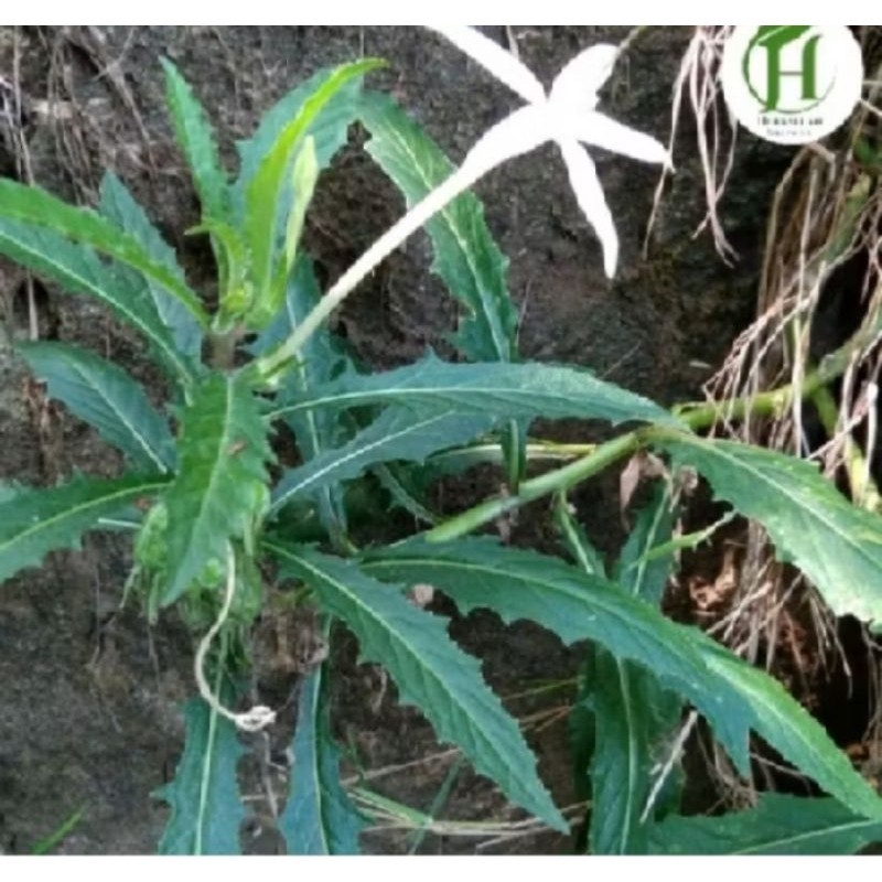 

Daun kilotod seger 1kg plus akar