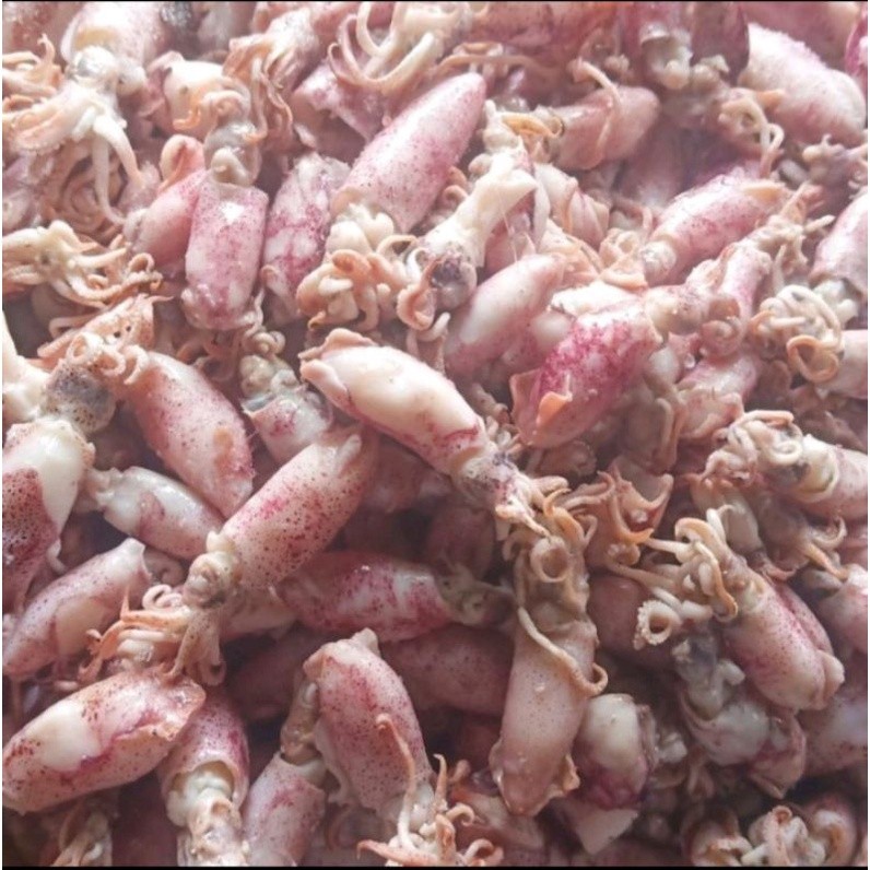 

Baby cumi asin frozen ukuran 1-3cm