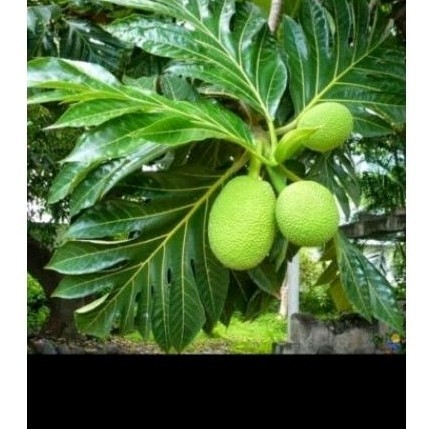 

New Daun sukun sgar 500 gr herbal daun sukun