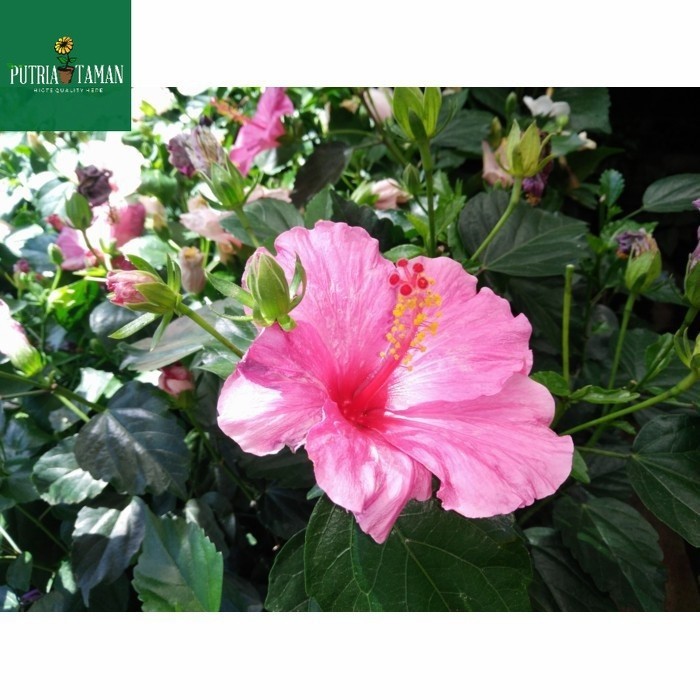 tanaman hias hibiscus jumbo/kembang sepatu jumbo