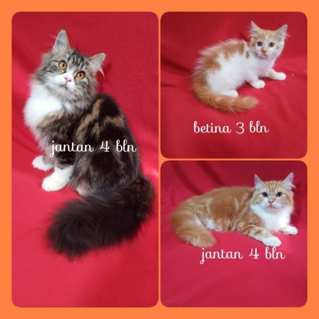 Kucing kitten persia longhair