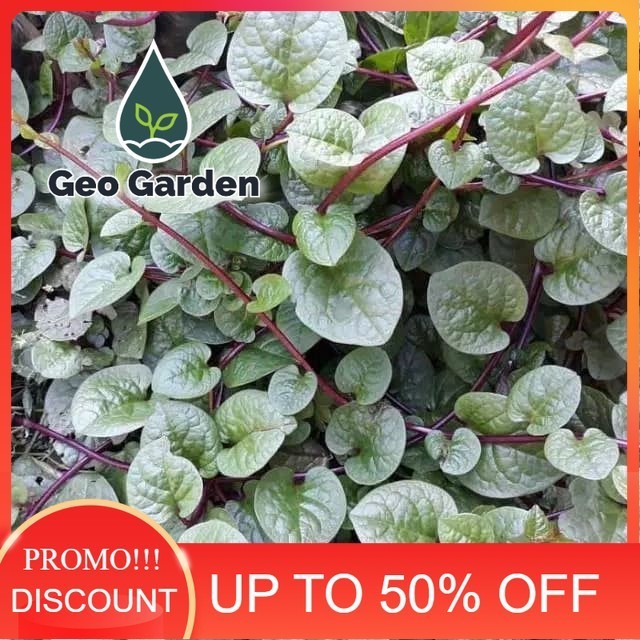 Tanaman herbal binahong merah tanaman binahong merah