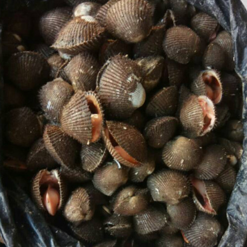 

Kerang Bulu Segar 1 kg (seafood segar)