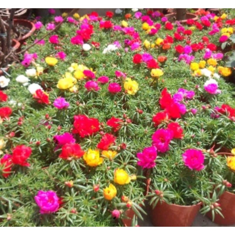 Tanaman Tanaman Bunga Krokot Mossrose Warna Warni Bunga krokot Tumpuk Eleghant