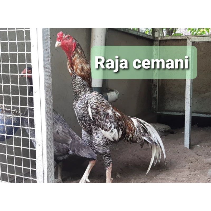 

TELUR TETAS AYAM SHAMO EROPA ORI