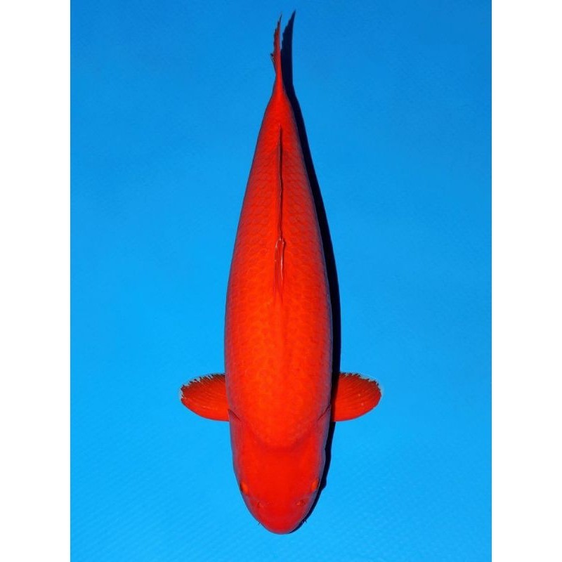 

KOI BENIGOI PENJINAK BERKUALITAS UKURAN 20-25CM