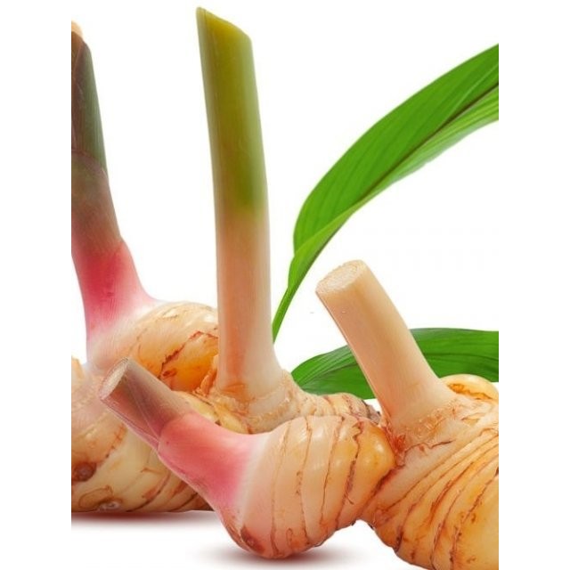 

lengkuas Laos , Bumbu Dapur harga per 1 kg