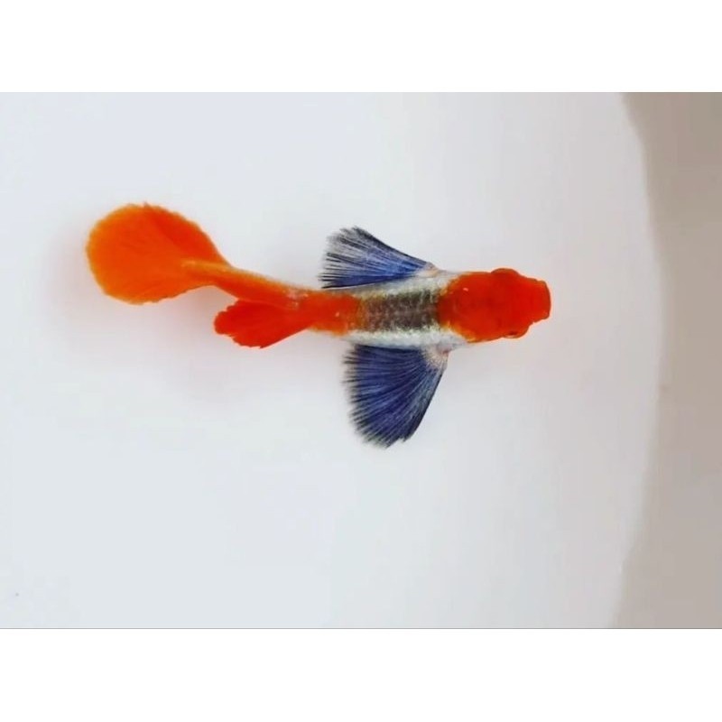 Hiasan aquarium Guppy prtde koi ear royal blue Supper normal