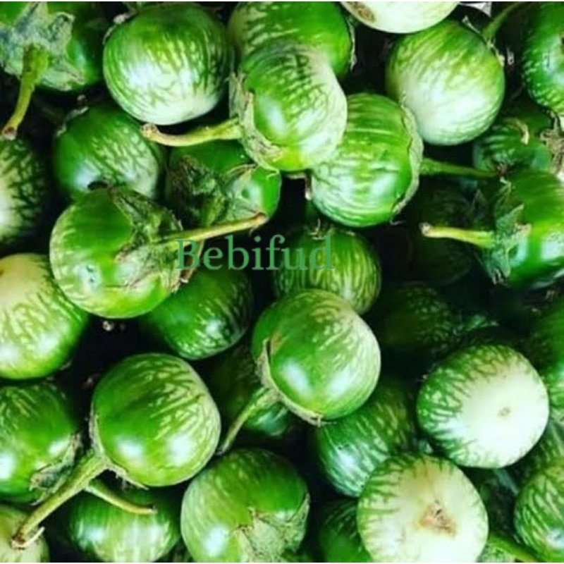 

ANEKA TERONG (TERONG IJO, TERONG BULAT IJO, TERONG HIJAU PANJANG) BEST SELLER