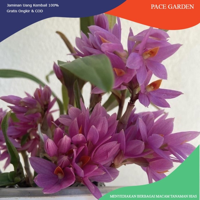 Anggrek dendrobium mini hibiki IB