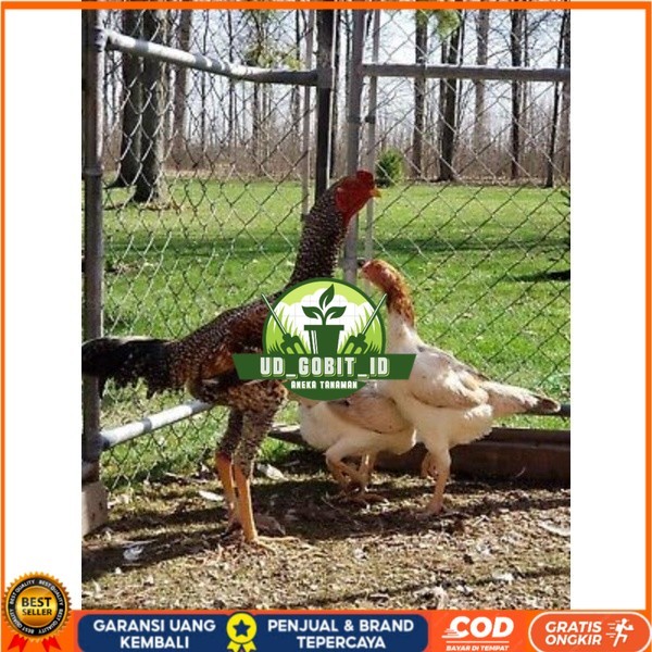 

TELUR AYAM GORILA LAYER PETELUR UNTUK DI TETASKAN UD_GOBIT_ID