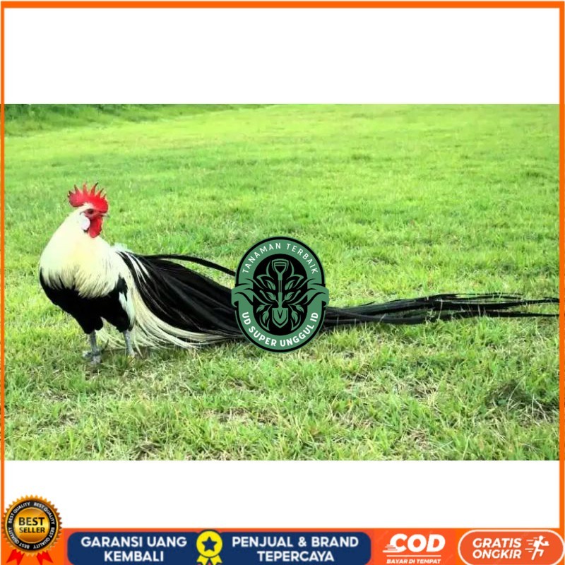 

TELUR AYAM HIAS ONAGADORI ATAU AYAM EKOR PANJANG UNTUK DI TETASKAN UD_SUPER_UNGGUL_ID