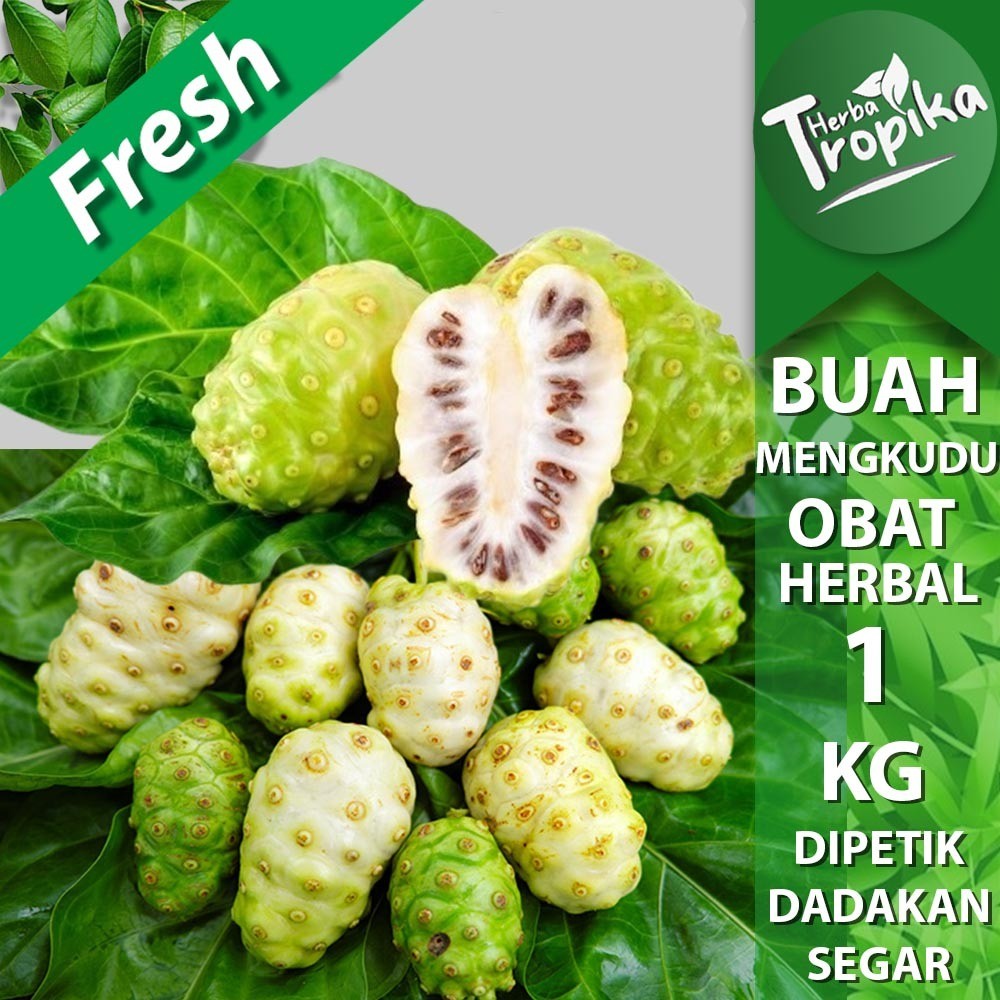 

Buah mengkudu (Morinda citrifolia) segar 1 kg rempah dan herbal alami toko herba tropika