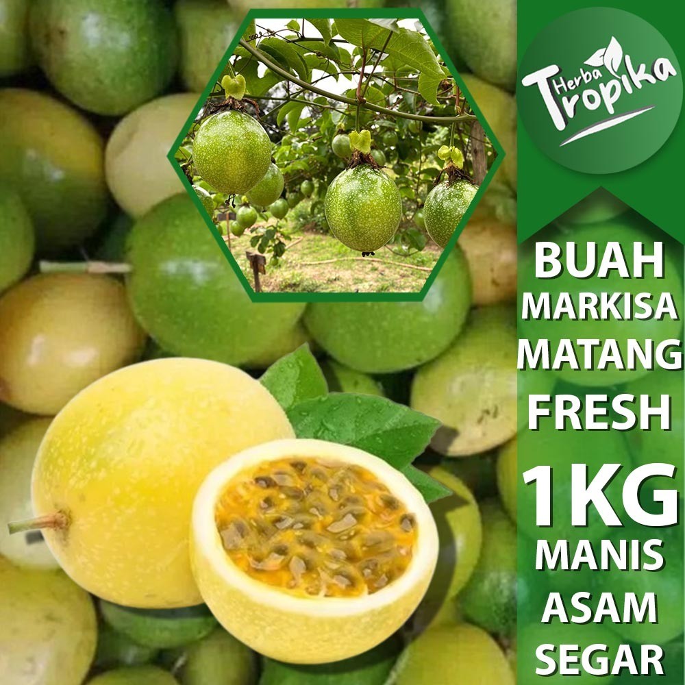 

Buah Markisa Segar Asam manis 1 kg toko herba tropika