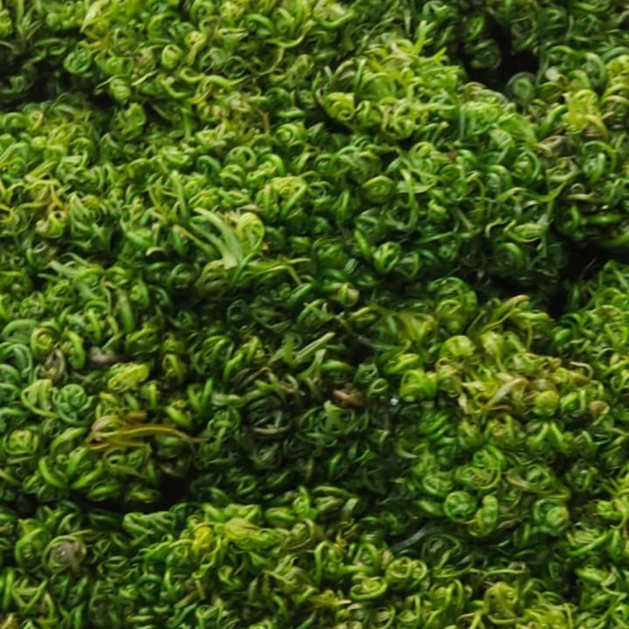 

sayur pakis pontianak 1 Ikat Fresh