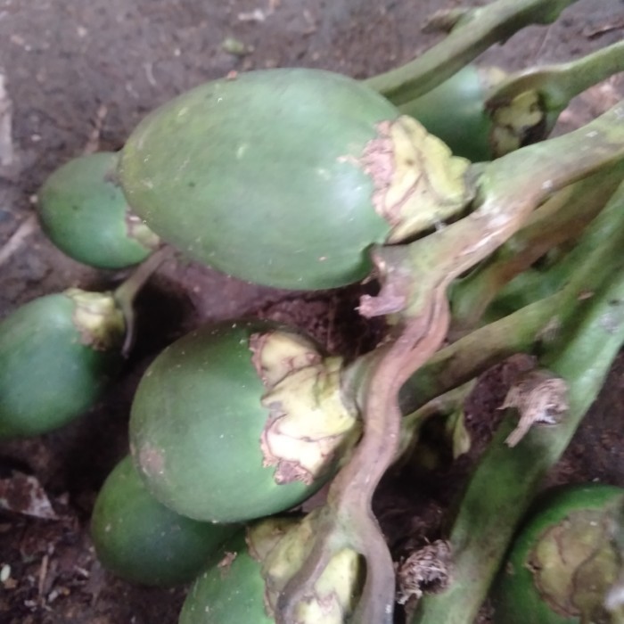 buah pinang muda obat kuat dan perkasa