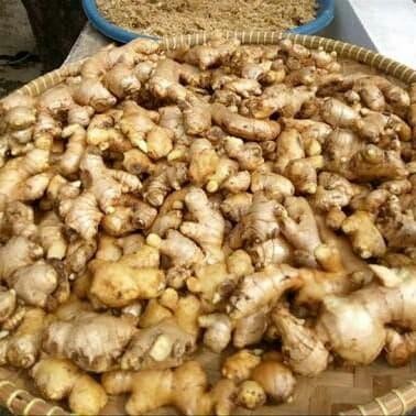 

ready jahe emprit 5 ons